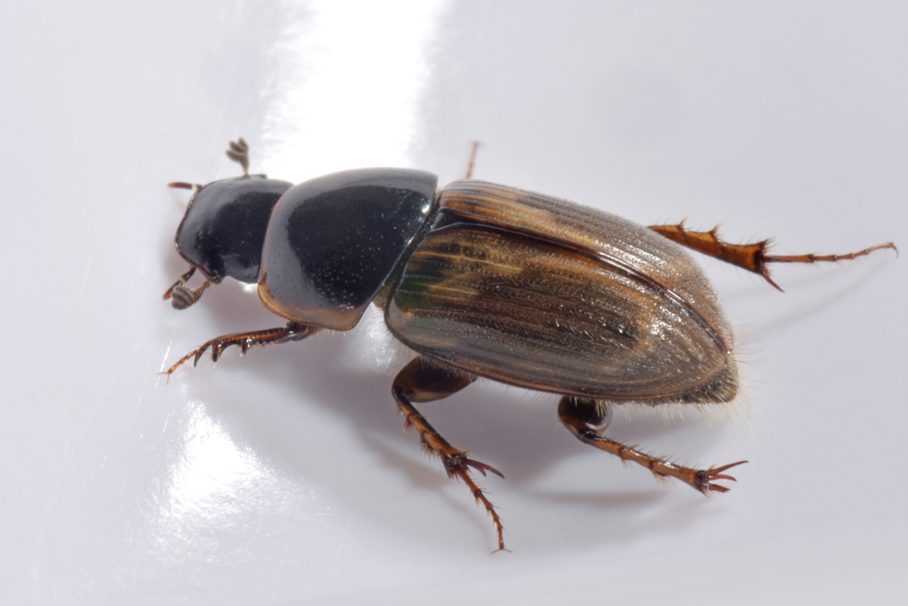 Aphodiidae: Melinopterus prodromus m & f ?  Sì !